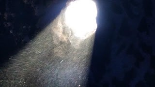articulo
